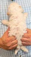 Teacup River, a male Miniature Goldendoodle for sale in Menomonee Falls, WI – 3 of 3