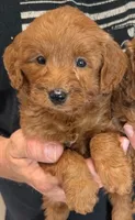 Mini Blanca, a female Miniature Goldendoodle for sale in Menomonee Falls, WI – 1 of 2