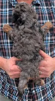 Petite mini Nekoda, a male Miniature Bernedoodle for sale in Menomonee Falls, WI – Photo 3 of 3