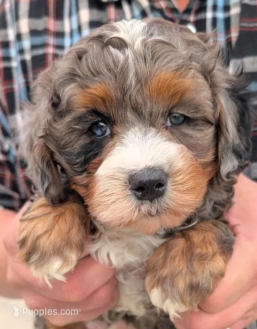 Petite mini Nekoda, a male Miniature Bernedoodle for sale in Menomonee Falls, WI – Photo 1 of 3