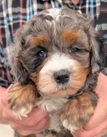 Petite mini Nekoda, a male Miniature Bernedoodle for sale in Menomonee Falls, WI – Photo 1 of 3