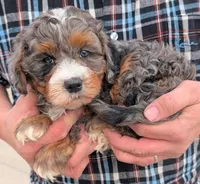 Petite mini Nekoda, a male Miniature Bernedoodle for sale in Menomonee Falls, WI – Photo 2 of 3