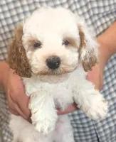 Petite mini Ruffy, a male Miniature Goldendoodle for sale in Menomonee Falls, WI – 2 of 3