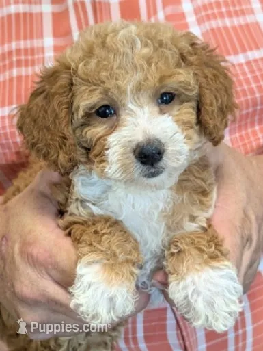 Petite mini Reina – Miniature Goldendoodle puppy for sale in Menomonee Falls, WI