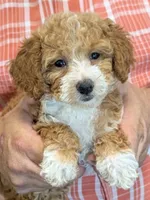 Petite mini Reina, a female Miniature Goldendoodle for sale in Menomonee Falls, WI – 1 of 3