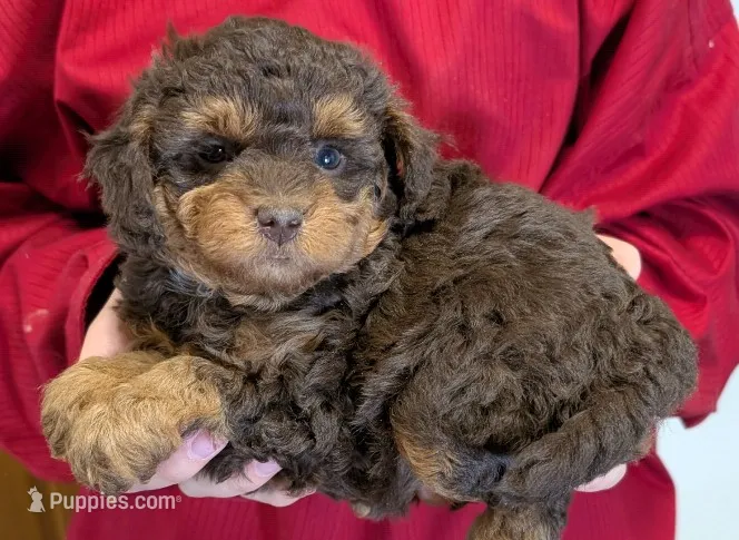 Teacup mini Sierra – Miniature Goldendoodle puppy for sale in Menomonee Falls, WI
