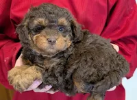 Teacup mini Sierra, a female Miniature Goldendoodle for sale in Menomonee Falls, WI – 1 of 3