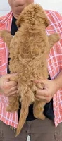 Mini Clara, a female Miniature Goldendoodle for sale in Menomonee Falls, WI – 3 of 3