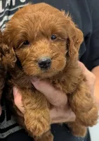 Mini Bennett, a male Miniature Goldendoodle for sale in Menomonee Falls, WI – 1 of 2