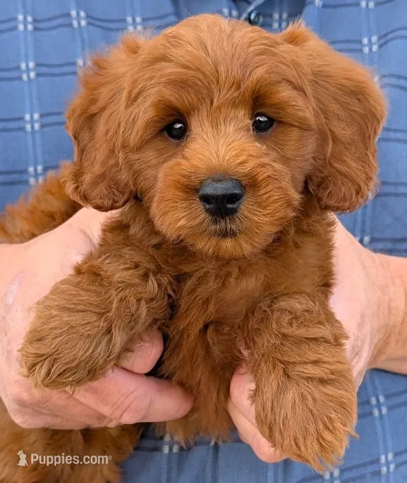 Mini Bryson – Miniature Goldendoodle puppy for sale in Menomonee Falls, WI