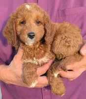 Mini Meadow, a female Miniature Goldendoodle for sale in Menomonee Falls, WI – 2 of 3
