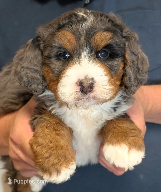 Mini Kyro – Miniature Bernedoodle puppy for sale in Menomonee Falls, WI