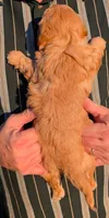 Petite mini Brooks, a male Miniature Goldendoodle for sale in Menomonee Falls, WI – Photo 3 of 3