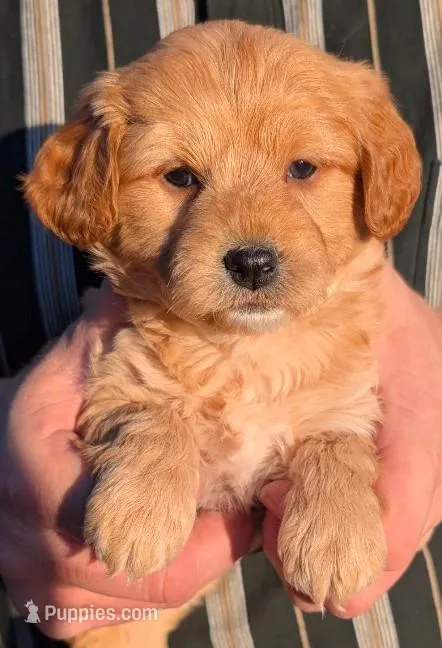 Petite mini Brooks – Miniature Goldendoodle puppy for sale in Menomonee Falls, WI