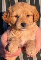 Petite mini Brooks, a male Miniature Goldendoodle for sale in Menomonee Falls, WI – Photo 1 of 3