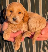 Petite mini Brisco, a male Miniature Goldendoodle for sale in Menomonee Falls, WI – Photo 2 of 3