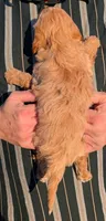 Petite mini Brisco, a male Miniature Goldendoodle for sale in Menomonee Falls, WI – Photo 3 of 3