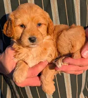 Petite mini Brooks, a male Miniature Goldendoodle for sale in Menomonee Falls, WI – Photo 2 of 3