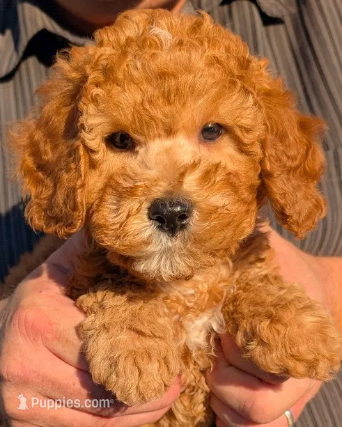 Mini Malik – Miniature Goldendoodle puppy for sale in Menomonee Falls, WI