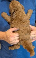 Mini Bellamy, a male Miniature Goldendoodle for sale in Menomonee Falls, WI – 3 of 3
