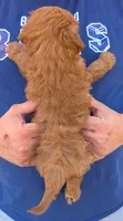 Tiny petite Davis, a male Miniature Goldendoodle for sale in Menomonee Falls, WI – 3 of 3