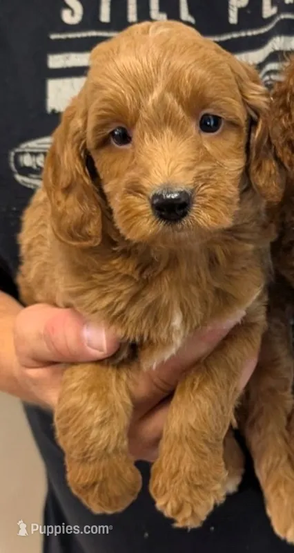 Mini Brecken – Miniature Goldendoodle puppy for sale in Menomonee Falls, WI