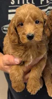 Mini Brecken, a male Miniature Goldendoodle for sale in Menomonee Falls, WI – 1 of 2