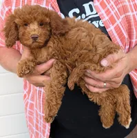 Mini Cassidy, a female Miniature Goldendoodle for sale in Menomonee Falls, WI – 2 of 3