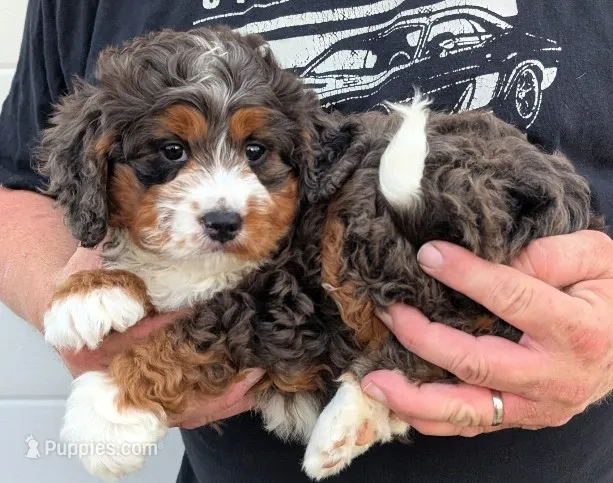 Mini Melody  – Miniature Bernedoodle puppy for sale in Menomonee Falls, WI