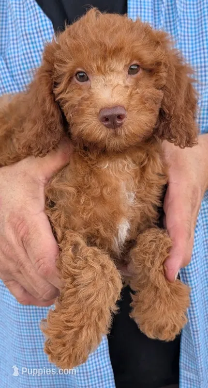 Mini Cyrus – Miniature Goldendoodle puppy for sale in Menomonee Falls, WI