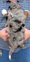 Mini Joel, a male Miniature Bernedoodle for sale in Menomonee Falls, WI – Photo 3 of 3