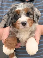 Mini Joel, a male Miniature Bernedoodle for sale in Menomonee Falls, WI – Photo 2 of 3