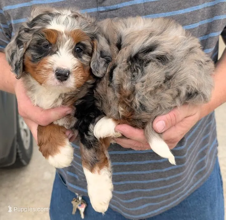 Mini Joel – Miniature Bernedoodle puppy for sale in Menomonee Falls, WI