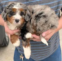 Mini Joel, a male Miniature Bernedoodle for sale in Menomonee Falls, WI – Photo 1 of 3