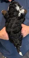 Mini Kason, a male Miniature Bernedoodle for sale in Menomonee Falls, WI – 3 of 3
