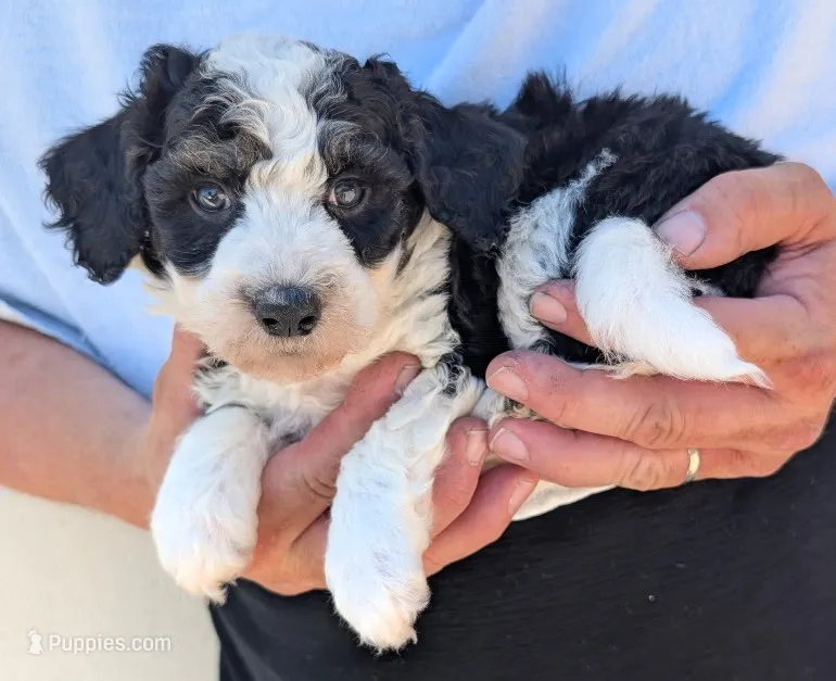 Petite mini Graham – Miniature Bernedoodle puppy for sale in Menomonee Falls, WI