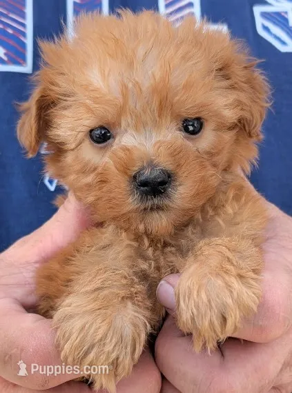 Teacup Donatello – Miniature Goldendoodle puppy for sale in Menomonee Falls, WI