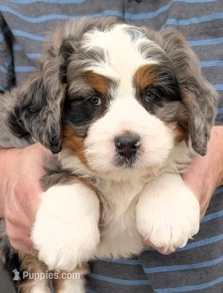 Mini Jonah – Miniature Bernedoodle puppy for sale in Menomonee Falls, WI