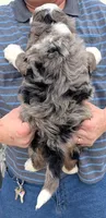 Mini Jonah, a male Miniature Bernedoodle for sale in Menomonee Falls, WI – Photo 3 of 3