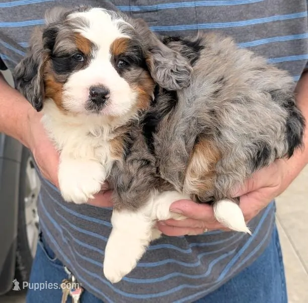 Mini Jonah – Miniature Bernedoodle puppy for sale in Menomonee Falls, WI