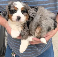 Mini Jonah, a male Miniature Bernedoodle for sale in Menomonee Falls, WI – Photo 2 of 3