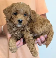 Petite mini Twilly, a female Miniature Goldendoodle for sale in Menomonee Falls, WI – 2 of 3