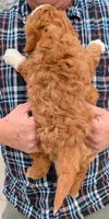 Petite mini Neddie, a female Miniature Bernedoodle for sale in Menomonee Falls, WI – Photo 3 of 3
