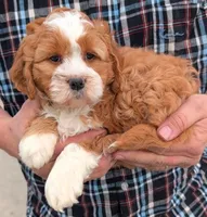 Petite mini Neddie, a female Miniature Bernedoodle for sale in Menomonee Falls, WI – Photo 2 of 3