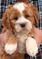 Petite mini Neddie, a female Miniature Bernedoodle for sale in Menomonee Falls, WI – Photo 1 of 3