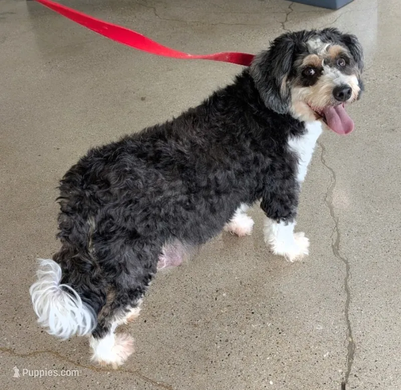 Knoxley – Miniature Bernedoodle puppy for sale in Menomonee Falls, WI