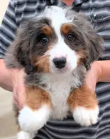 Mini Zane, a male Miniature Bernedoodle for sale in Menomonee Falls, WI – Photo 2 of 3