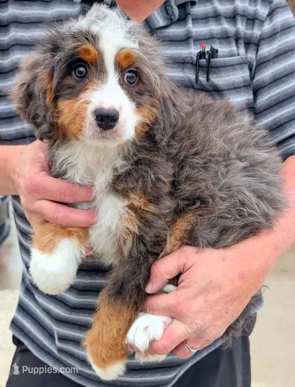Mini Zane – Miniature Bernedoodle puppy for sale in Menomonee Falls, WI