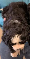 Mini Muffin, a male Miniature Bernedoodle for sale in Menomonee Falls, WI – Photo 2 of 2