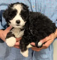 Mini Muffin, a male Miniature Bernedoodle for sale in Menomonee Falls, WI – Photo 2 of 3